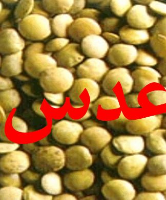 راهنمای جامع عدس تاریخچه، خواص، کشت و آفات