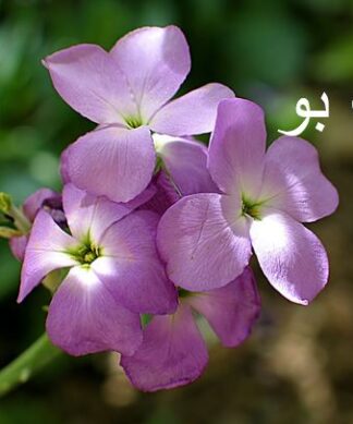 معرفی خانواده شب بو و کاکتوسها طبقهبندی