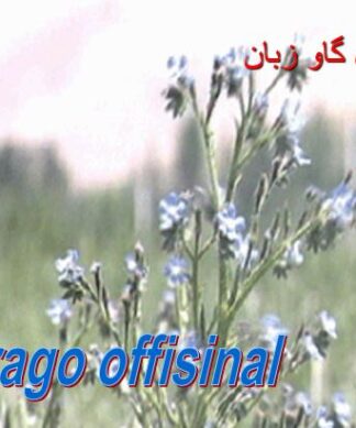 معرفی و خواص درمانی گیاهان دارویی کوهستانی ایران