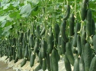 طرح توجیحی خیار درختی 1385