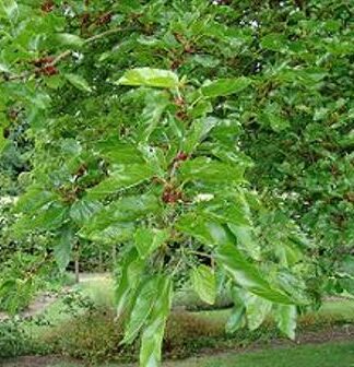 راهنمای جامع شناخت و پرورش انواع درختان میوه