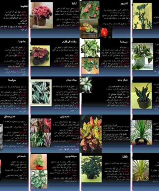 پروژه گیاهان آپارتمانی