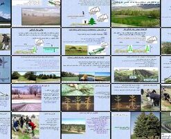 راهنمای جامع طراحی، کاشت و نگهداری بادشکن