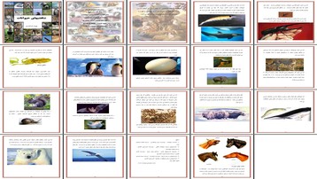پروژه شگفتی‌های دنیای حیوانات