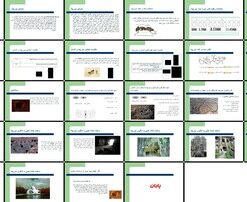 مورچه از زیست‌شناسی تا الگوهای معماری و شهرسازی