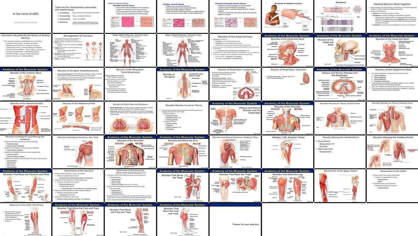 دانلود پاورپوینت Anatomy of the Muscular System Types, Skeletal Muscles, Head, Neck, Spine, Respi