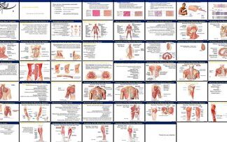 دانلود پاورپوینت The Muscular System Anatomy and Function