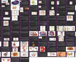 دانلود پاورپوینت آناتومی بدن انسان ساختار، اصطلاحات و سیستم‌ها