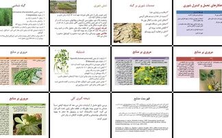 دانلود پاورپوینت تحلیل اثرات تنش شوری بر ترخون و شنبلیله راهکارهای افزایش مقاومت با
