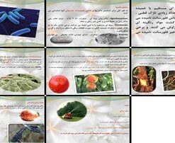 دانلود پاورپوینت تشخیص و مبارزه با باکتری‌های بیماری‌زای گیاهی