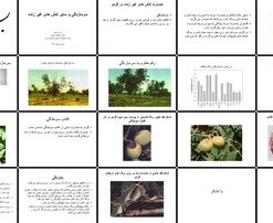 دانلود پاورپوینت خسارت تنش‌های غیر زنده (سرمازدگی، آفتاب‌سوختگی و بادزدگی) بر گردو