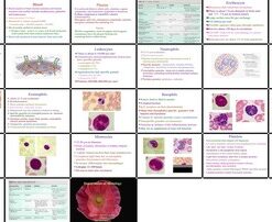 دانلود پاورپوینت خون بافت شناسی، سلول ها و اجزا