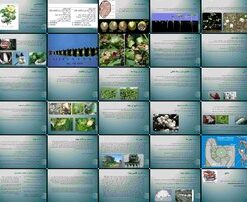 دانلود پاورپوینت راهنمای جامع زراعت پنبه