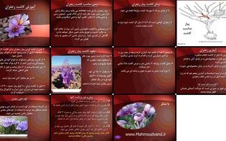 دانلود پاورپوینت راهنمای جامع کاشت زعفران