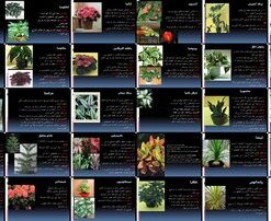 راهنمای نگهداری گیاهان آپارتمانی