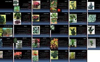 راهنمای نگهداری گیاهان آپارتمانی