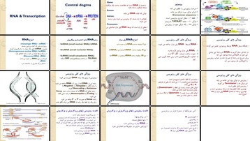 دانلود پاورپوینت رونویسی RNA از اصول پایه تا تفاوت‌های پروکاریوتی و یوکاریوتی