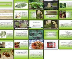 دانلود پاورپوینت ریواس گیاه‌شناسی، زراعت و کاربردها