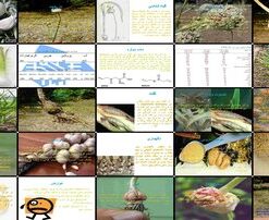 سیر گیاه‌شناسی، زراعت، خواص و کاربردها