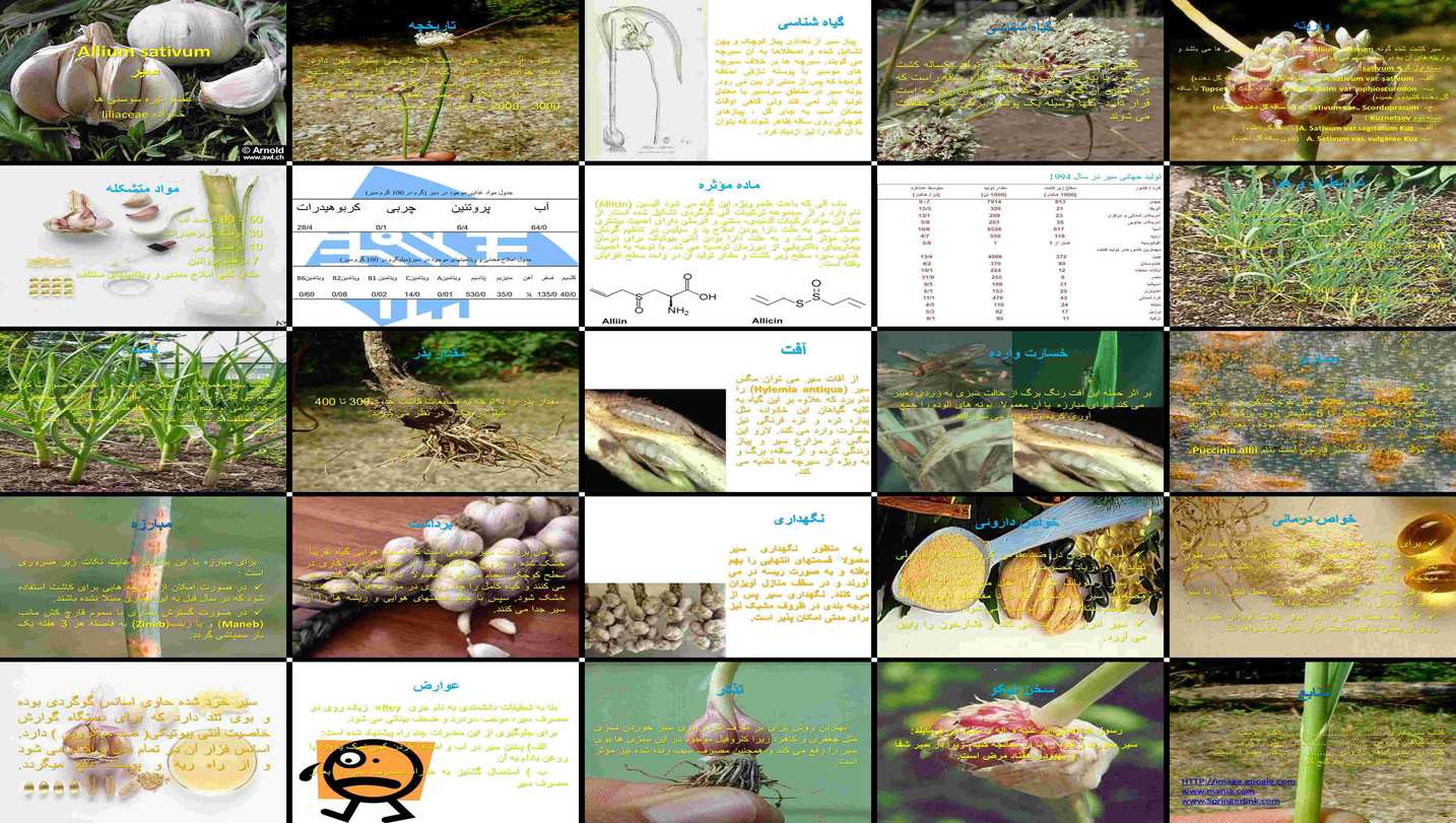 سیر گیاه‌شناسی، زراعت، خواص و کاربردها