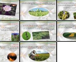 دانلود پاورپوینت علف هرز خسارات، انواع، و روش‌های نوین مبارزه (بیولوژیکی، زراعی، مکانیکی، شیمیایی