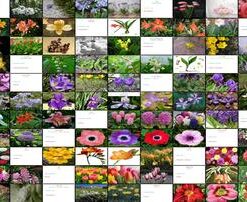 دانلود پاورپوینت فهرست گیاهان زینتی سوخوار به همراه نام علمی و خانواده