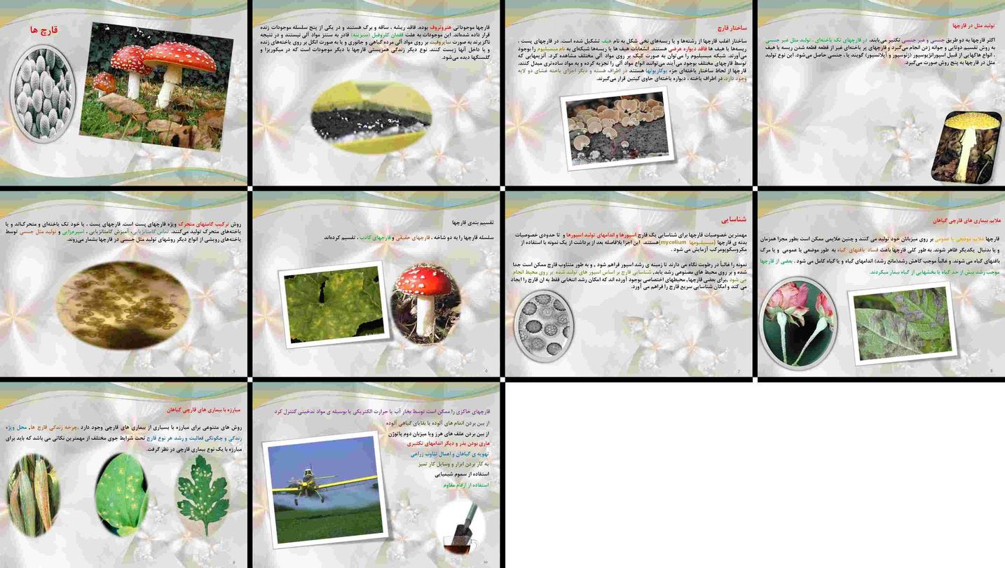 دانلود پاورپوینت قارچ‌ها ساختار، تولید مثل، شناسایی، بیماری‌ها و روش‌های مبارزه