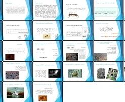 دانلود پاورپوینت مورچه معماری، شهرسازی و مقایسه با انسان