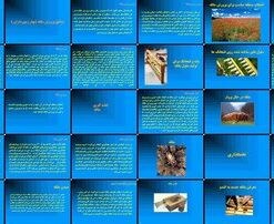 دانلود پاورپوینت پرورش ملکه زنبور عسل از انتخاب منطقه تا جفت‌گیری و تخم‌گذاری