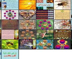 دانلود پاورپوینت چهار نوع زندگی الهام گرفته از قرآن مگسی، مورچه ای، عنکبوتی و