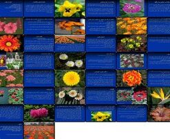 کشت و کار گلهای نشایی اهمیت، جایگاه جغرافیایی، و ملاحظات تولید