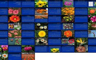کشت و کار گلهای نشایی اهمیت، جایگاه جغرافیایی، و ملاحظات تولید