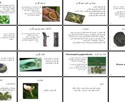 گیاه‌شناسی، بیماری‌ها و آفات گردو