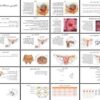 دانلود پروژه بررسی آناتومی دستگاه تناسلی زنان واژن رحم سرویکس لوله های رحمی و