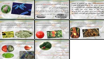 دانلود پروژه بررسی باکتری‌های بیماری‌زای گیاهی تشخیص ویژگی‌ها و کنترل