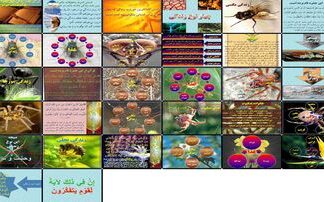 دانلود پروژه بررسی زندگی چهار حشره قرآنی؛ رهیافتی برای انتخاب سبک زندگی