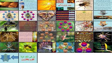 دانلود پروژه بررسی زندگی چهار حشره قرآنی؛ رهیافتی برای انتخاب سبک زندگی