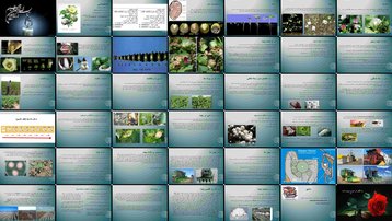 دانلود پروژه بررسی مراحل کاشت داشت و برداشت پنبه و عوامل موثر بر آن