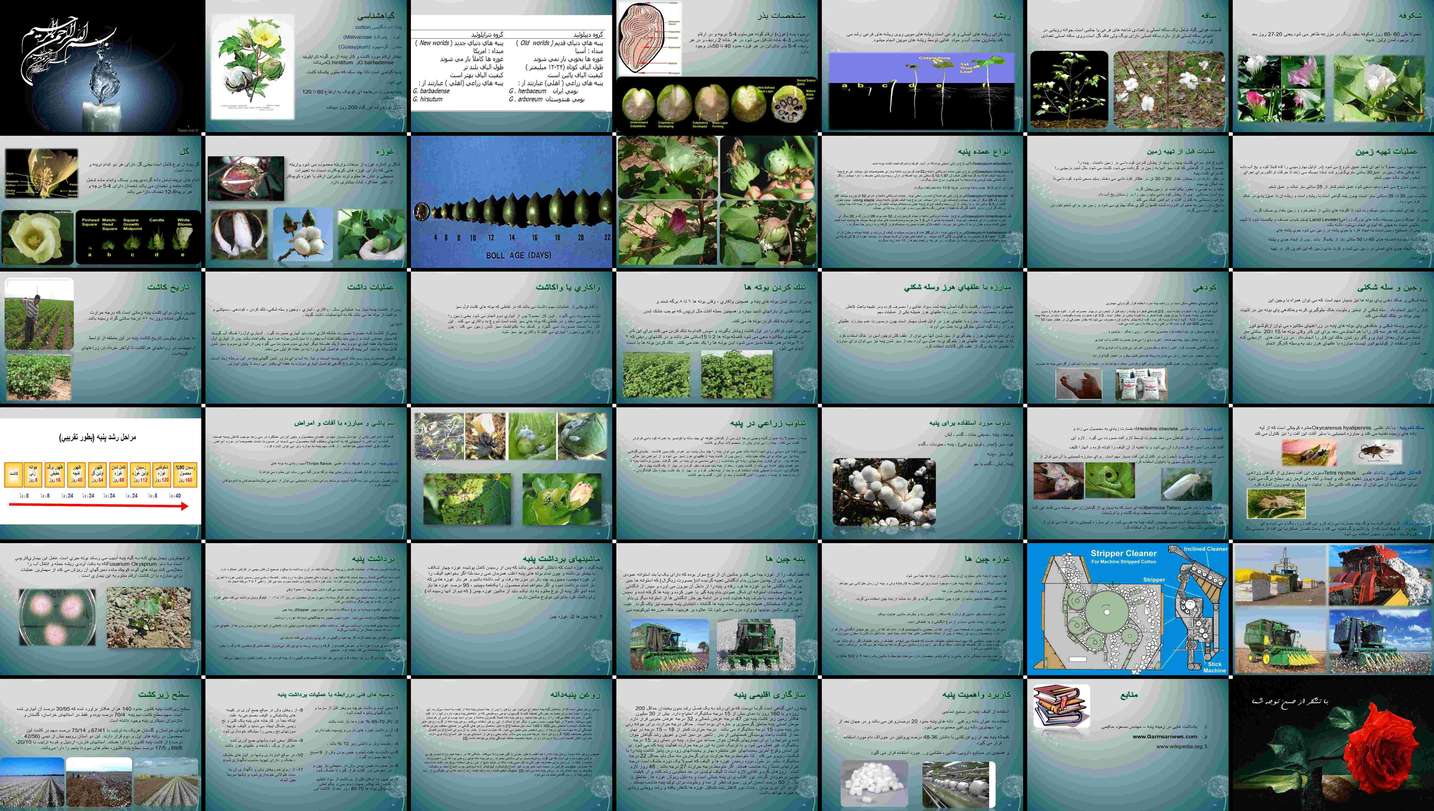 دانلود پروژه بررسی مراحل کاشت داشت و برداشت پنبه و عوامل موثر بر آن