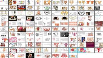 دانلود پروژه بررسی مورفولوژی لگن و آناتومی دستگاه تناسلی زنان