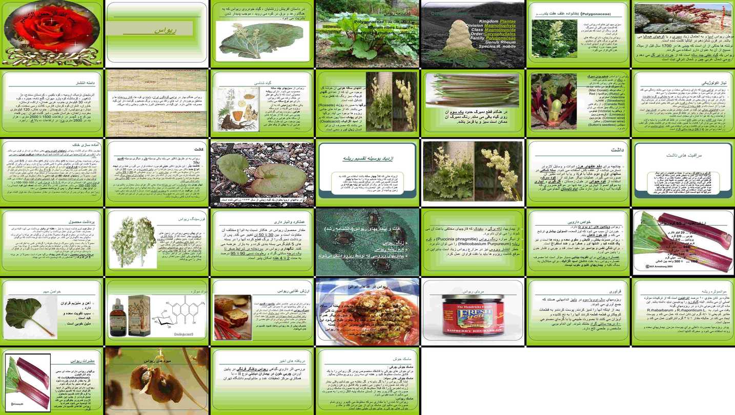 دانلود پروژه بررسی نقش ریواس گیاه‌شناسی پراکنش نیاز اکولوژیکی و زراعت