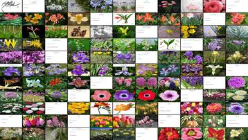 دانلود پروژه بررسی گیاهان سوخوار زینتی مطالعه موردی آگاپانتوس آلاله آلسترومریا و...