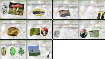دانلود پروژه مطالعه قارچ‌ها بیولوژی طبقه‌بندی شناسایی و مدیریت بیماری‌های گیاهی