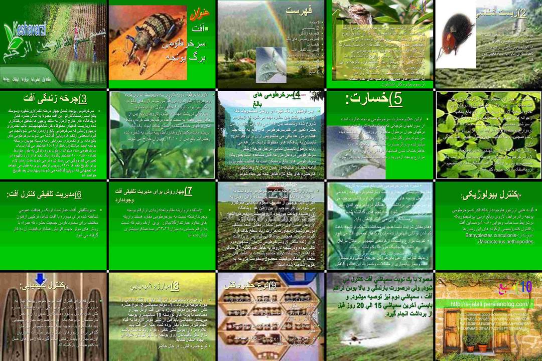 بررسی و مدیریت آفت سرخرطومی برگ یونجه