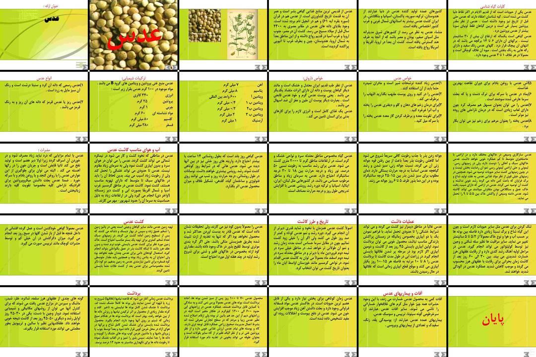 راهنمای جامع عدس تاریخچه، خواص، کشت و آفات