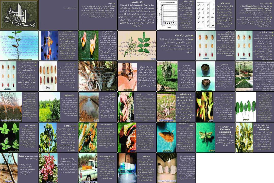 راهنمای جامع کشت، پرورش و نگهداری پسته