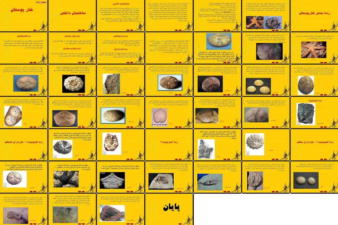 معرفی جامع خارپوستان ساختمان، ردهبندی و گونهها