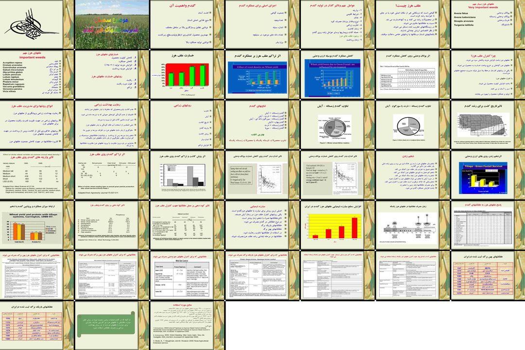 مدیریت جامع علفهای هرز در مزارع گندم