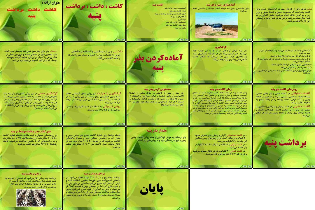 کاشت، داشت و برداشت پنبه راهنمای جامع زراعت
