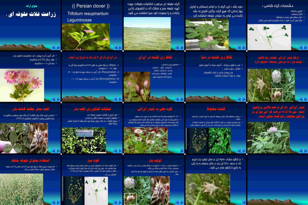 راهنمای جامع کشت شبدر ایرانی علوفه، کود سبز
